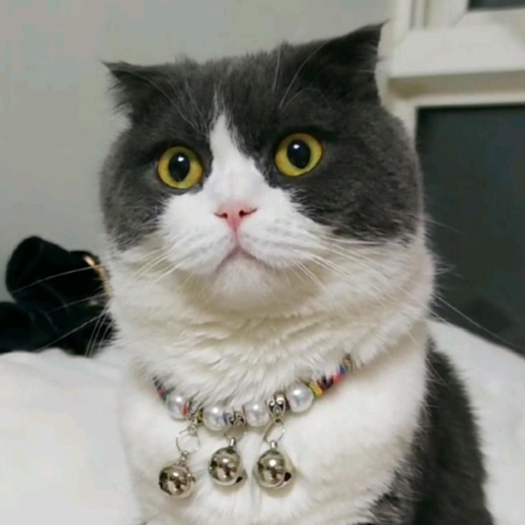 悠悠（努力考cpa版）