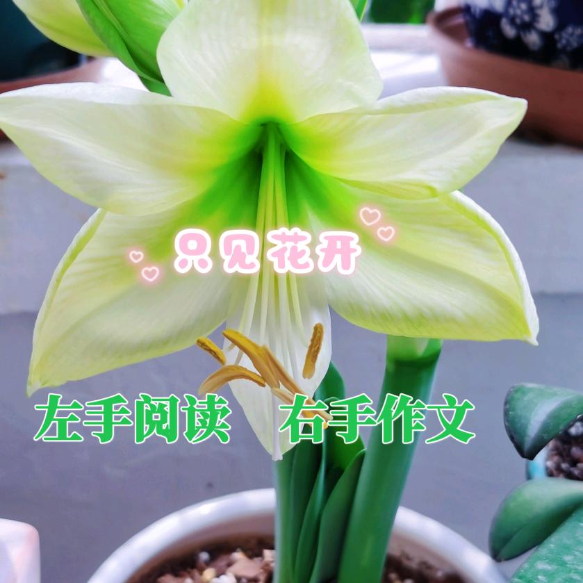深圳语文蔡老师