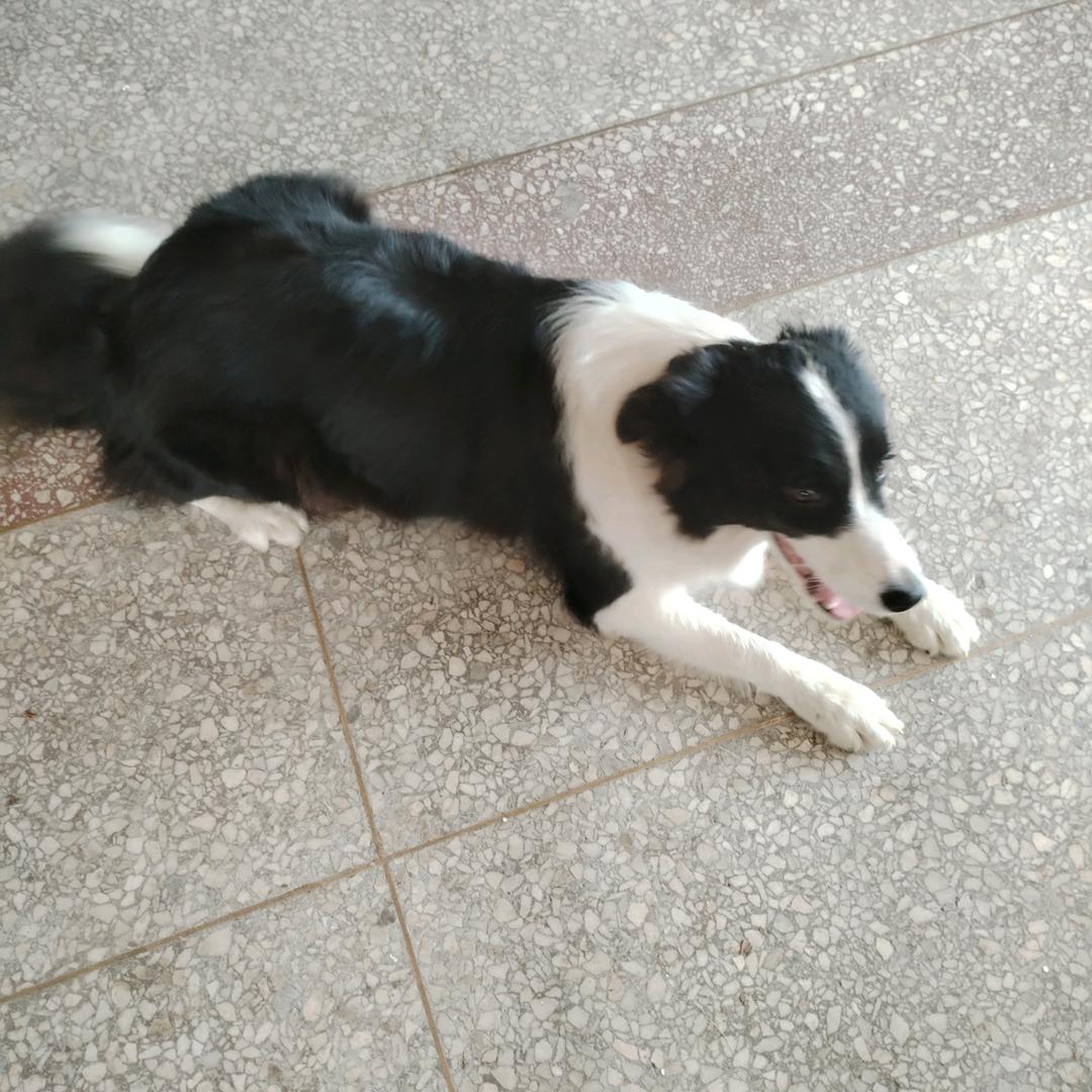 边牧爱好者