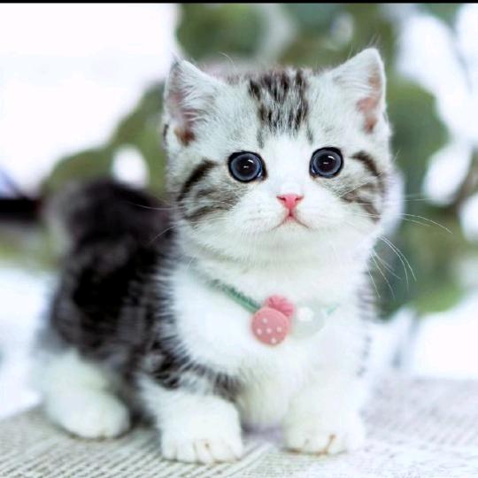 后半夜溜猫