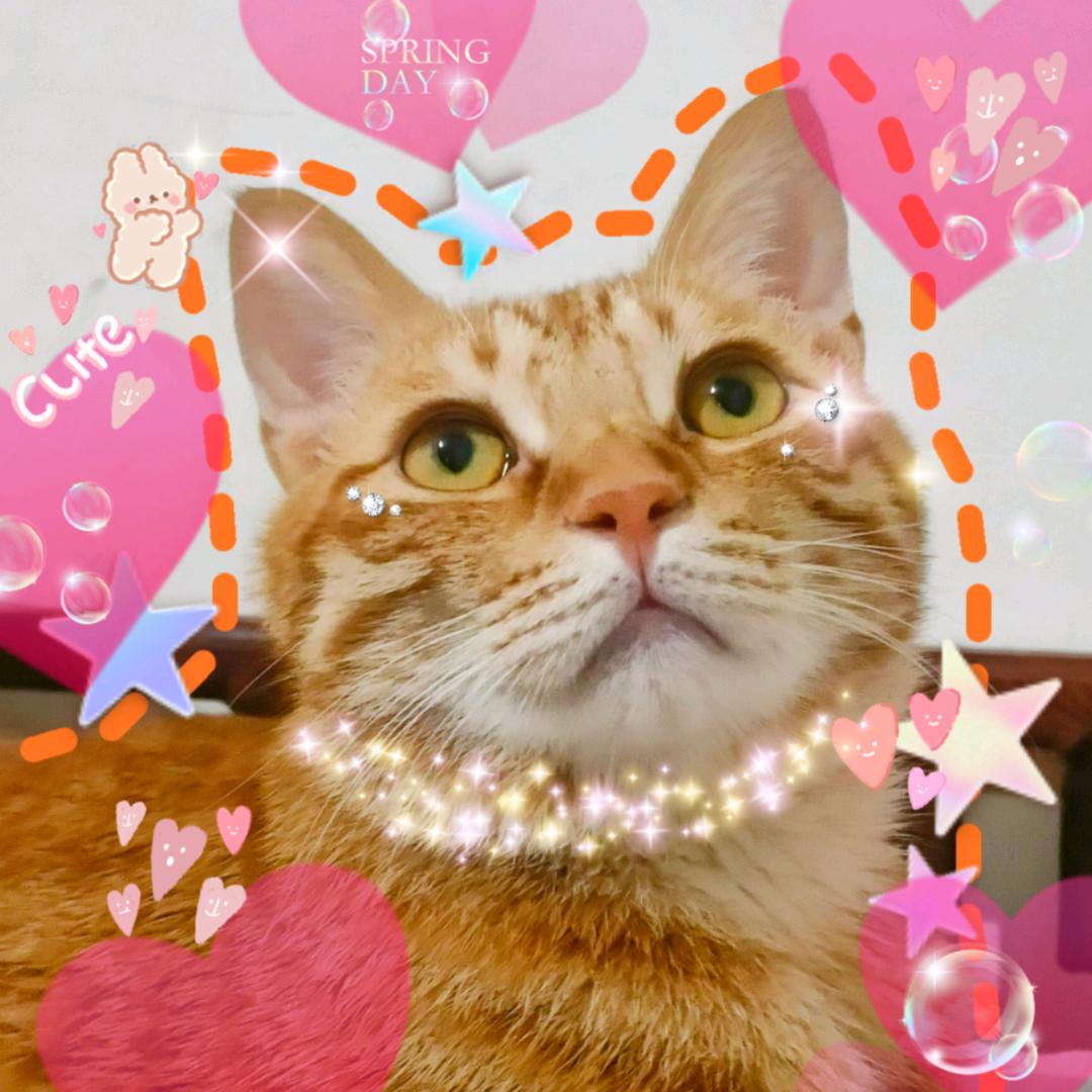 玉米小猪小说推文