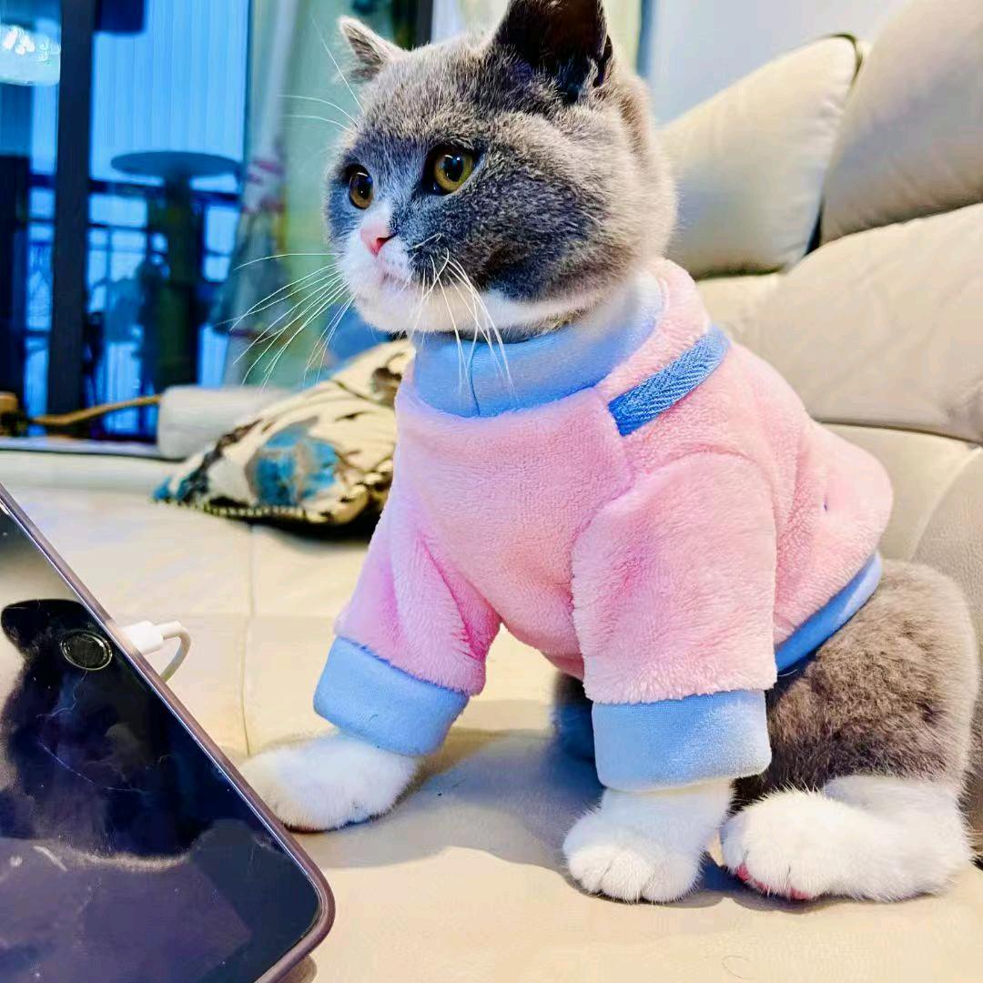 吃货猫