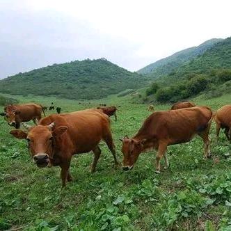 梁小鲜生鲜店