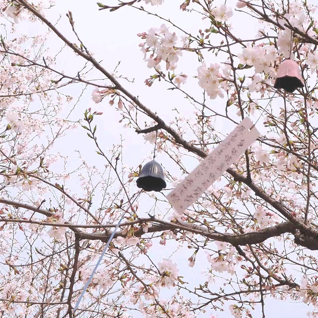 茉莉。。。