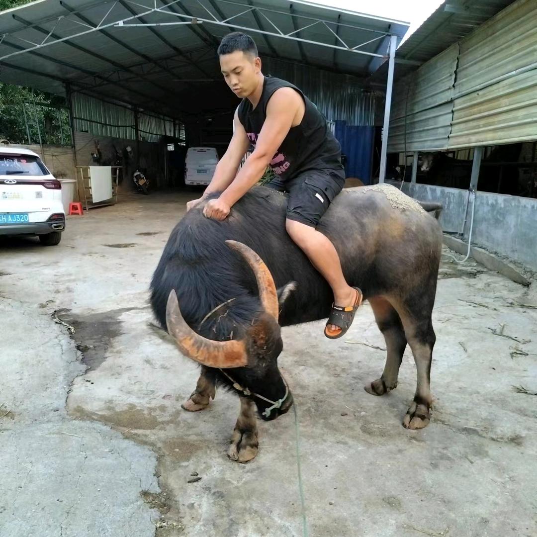 专业玩牛  小马哥