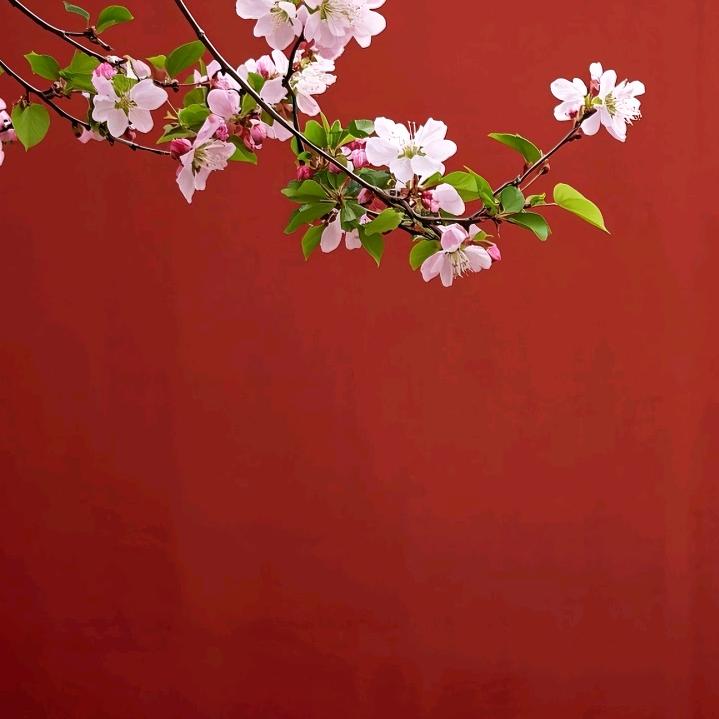 lucky in red
