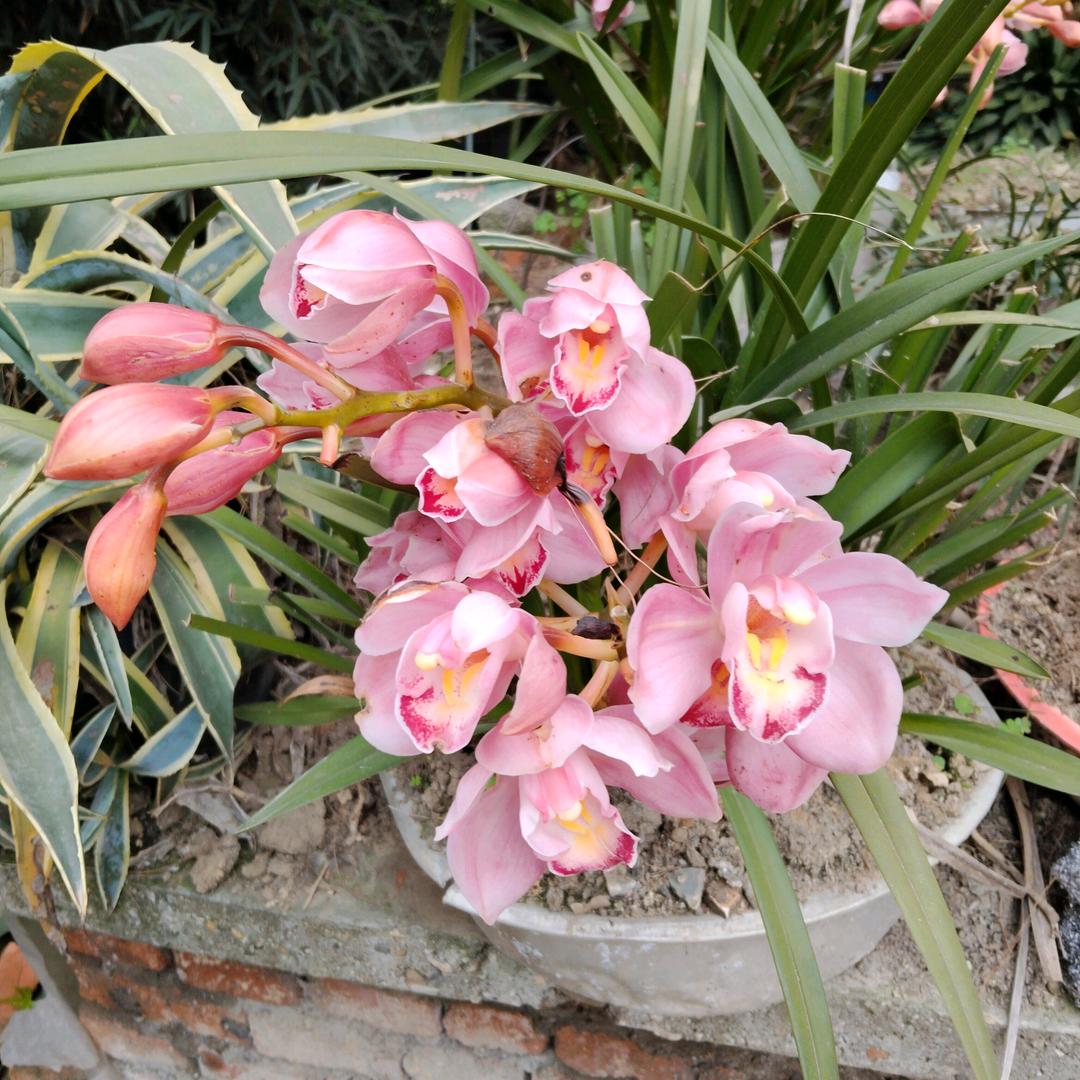 (⊙﹏⊙)梦回云朵