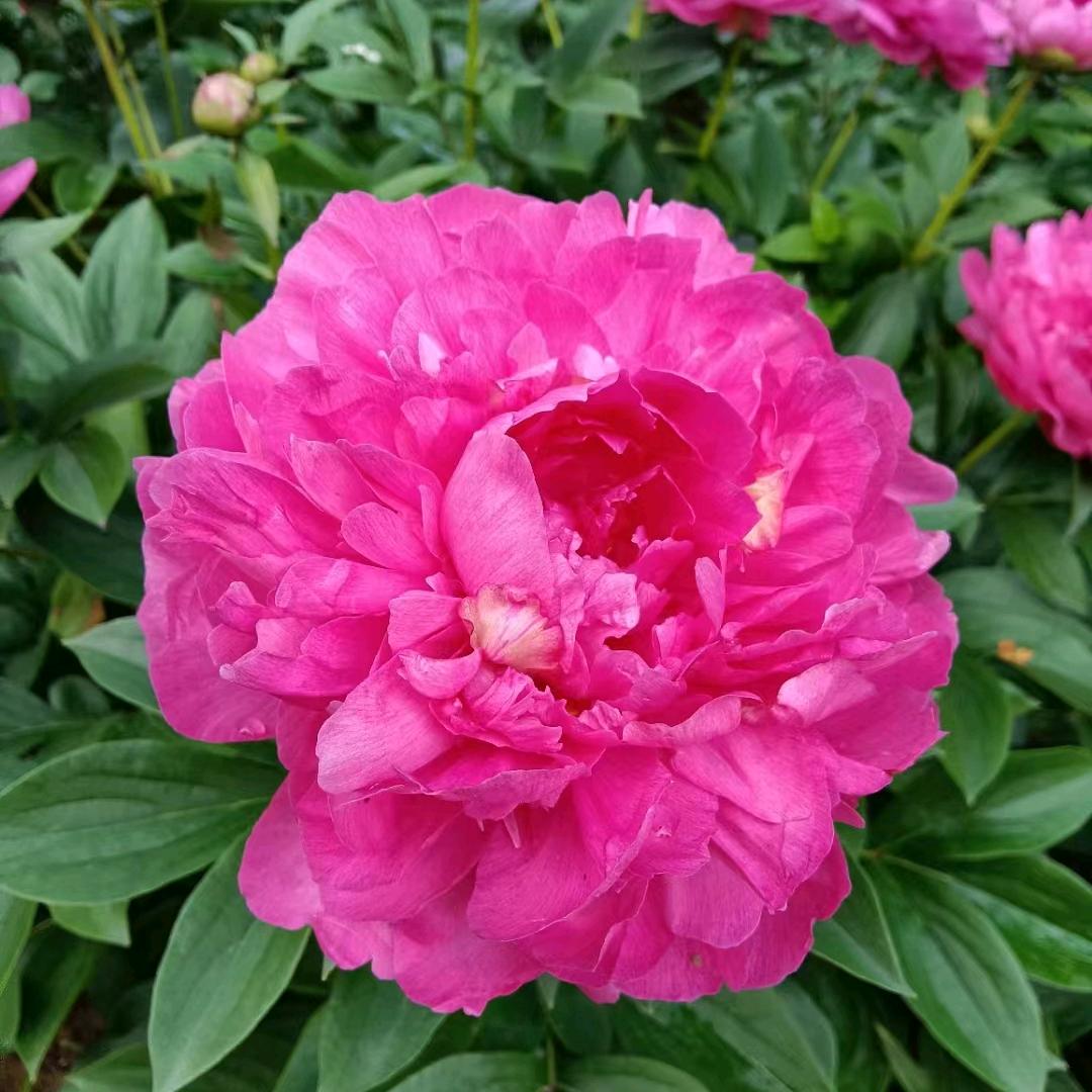 忘忧草