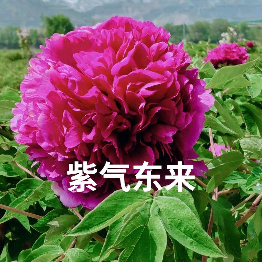 甘肃花香村紫斑牡丹