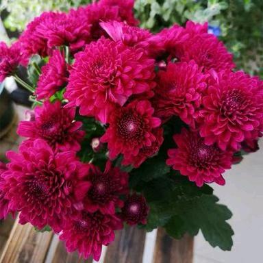 冬天(——的雪)