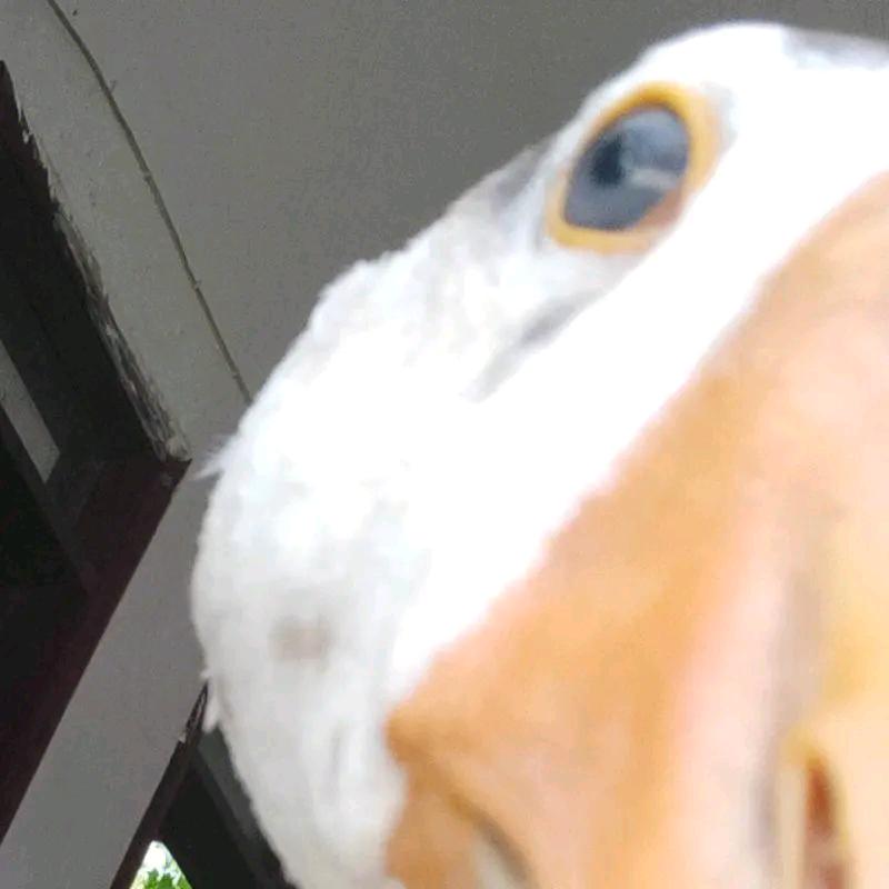大鹅嘎嘎嘎
