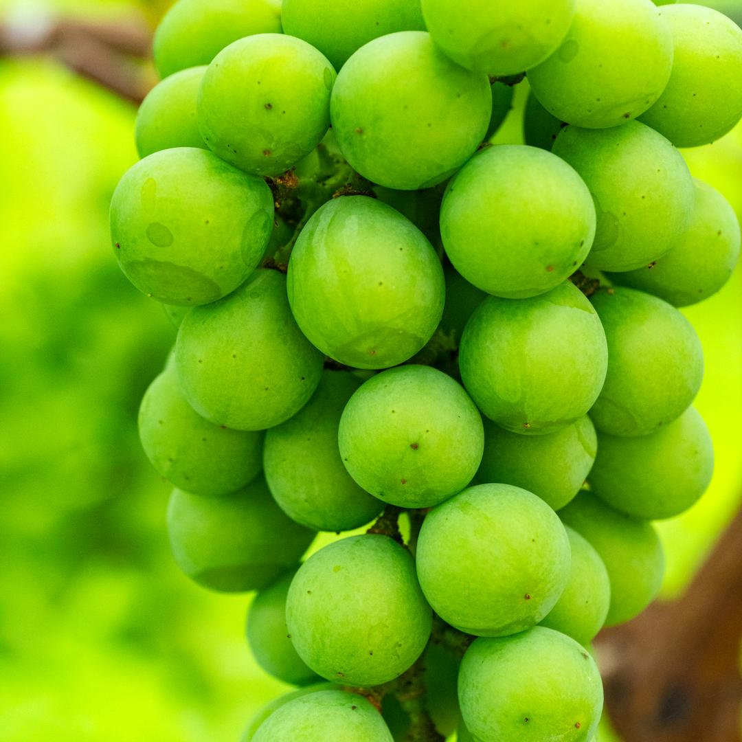 种葡萄的 miss李