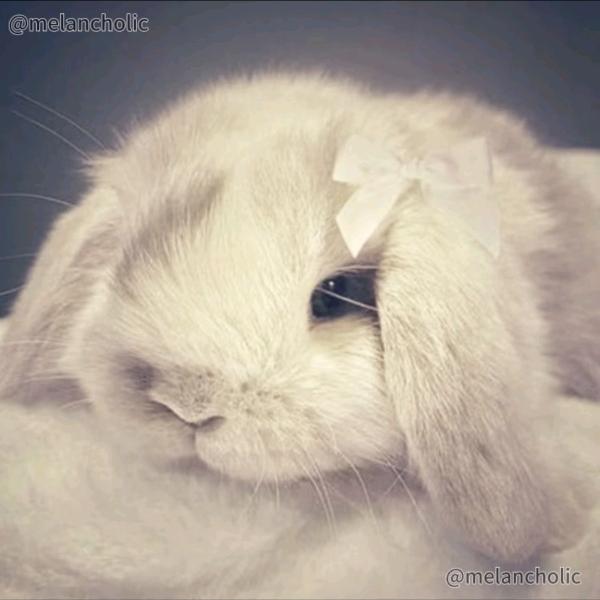 怎么可以吃兔兔🐰