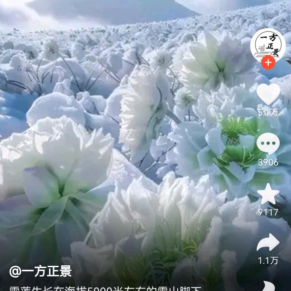 锦绣添香