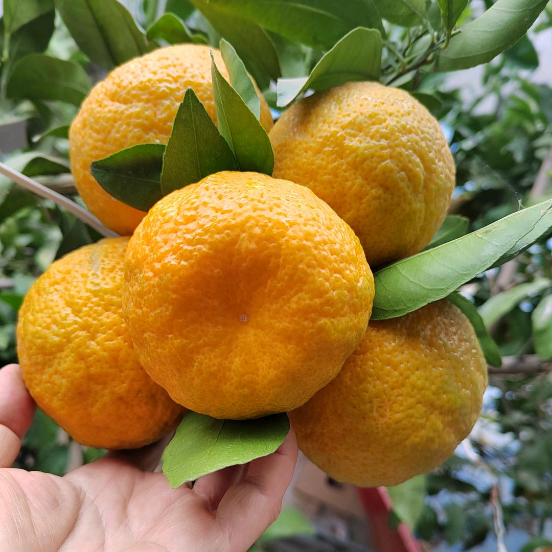 无花果（橱窗有好物）