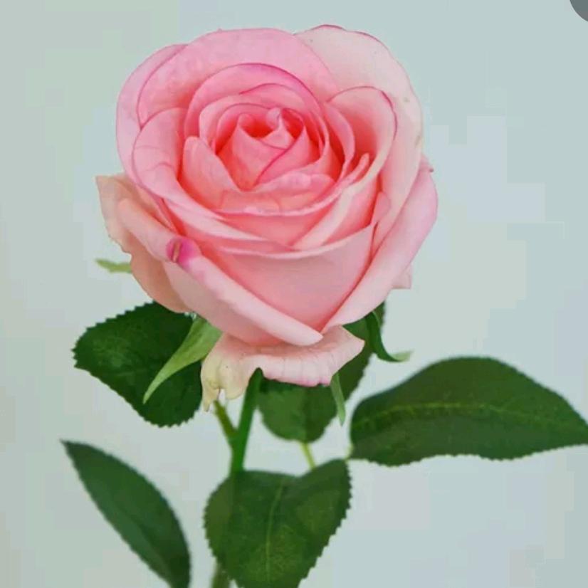 玫瑰🌹