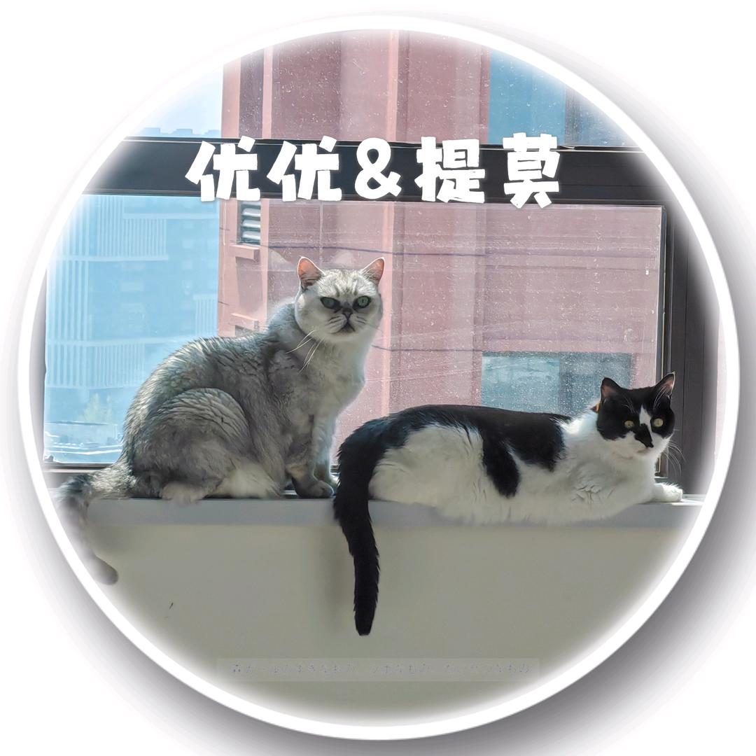 奶牛猫和牛奶猫