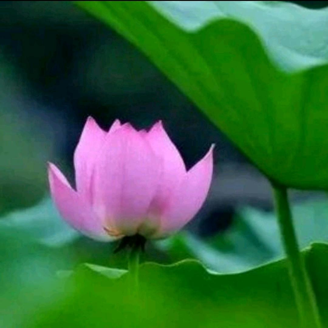 心若无尘🍁