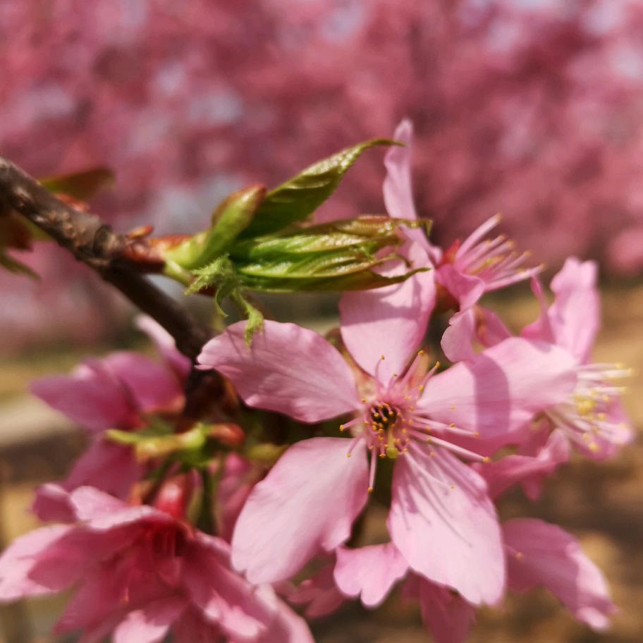 沐浴阳光春暖花开