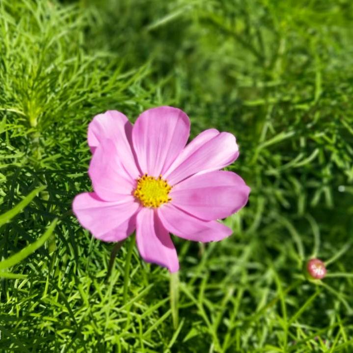 🍎᭄平安🌺喜樂໑ຼₒ₂5᭄