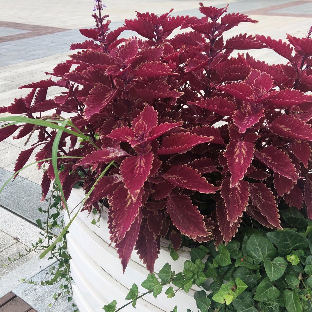 💑沧👭海👯_👫丹👪