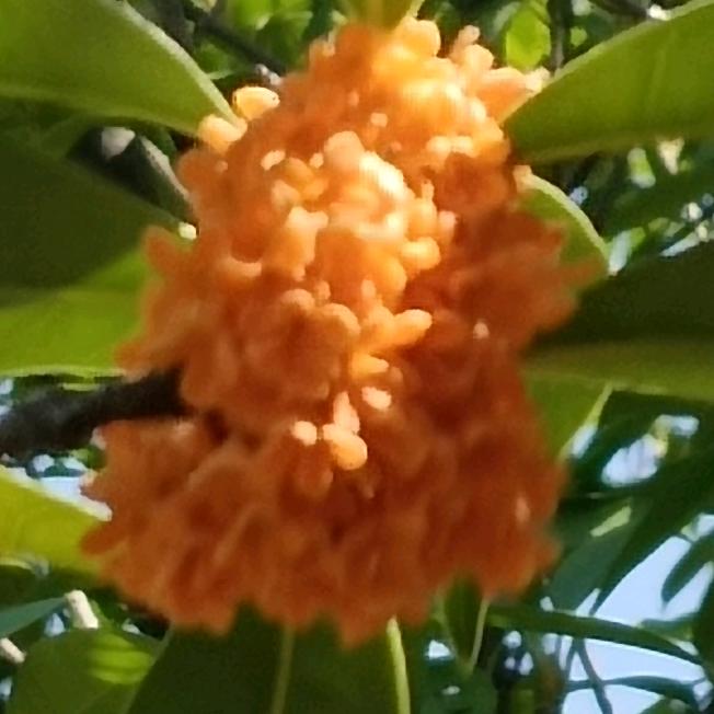 若水茗心