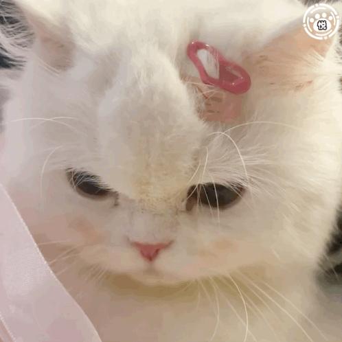 豆丁（三角洲跑刀）