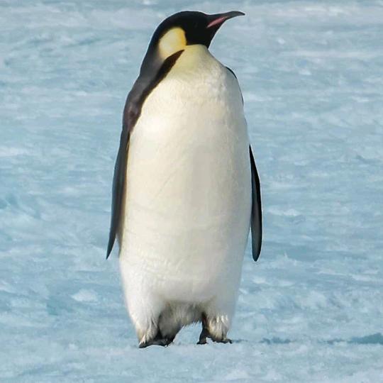 不知名的本地人