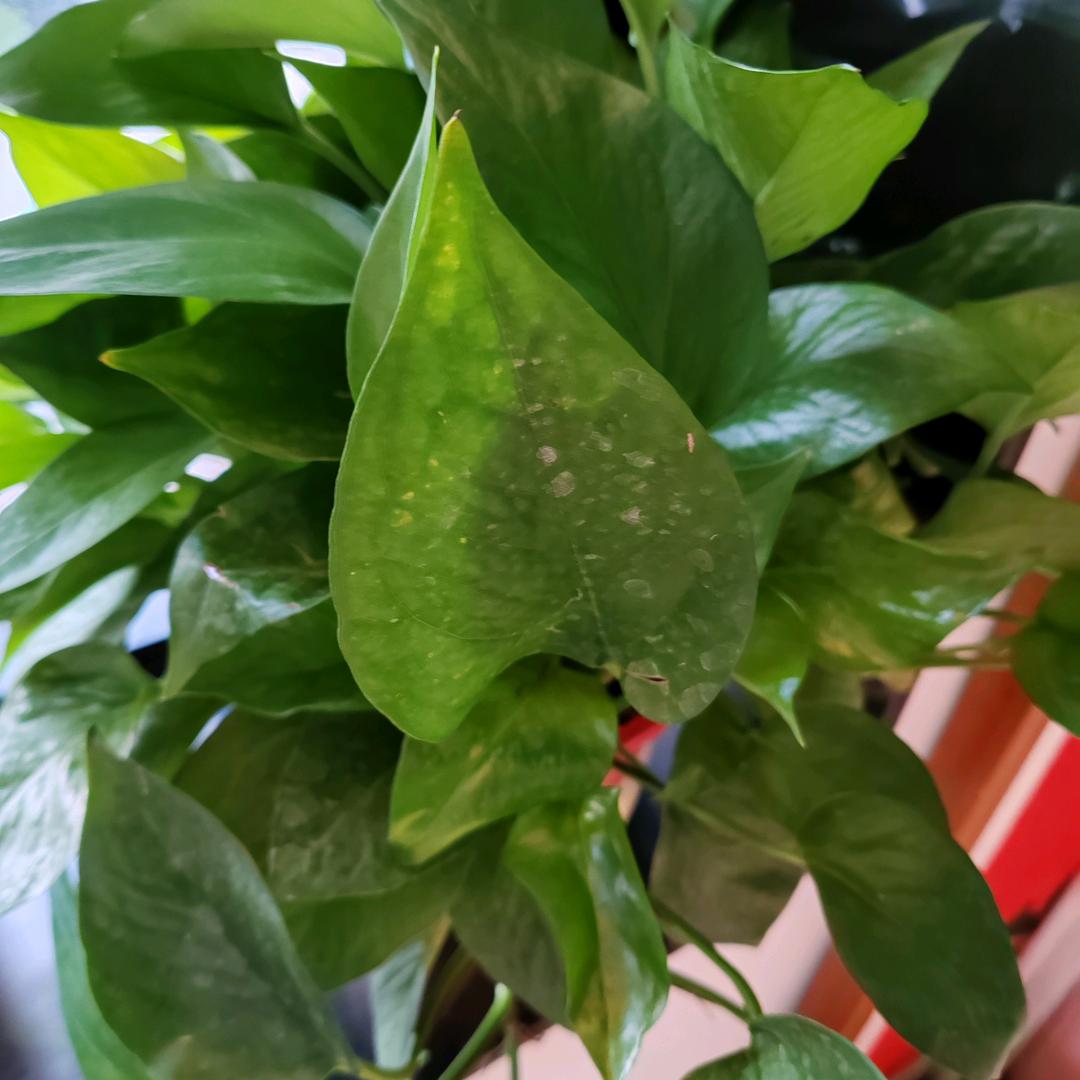 小苹果