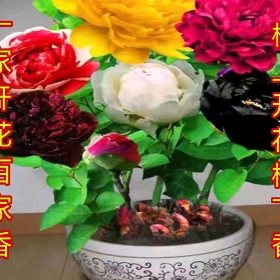 梁山哥哥