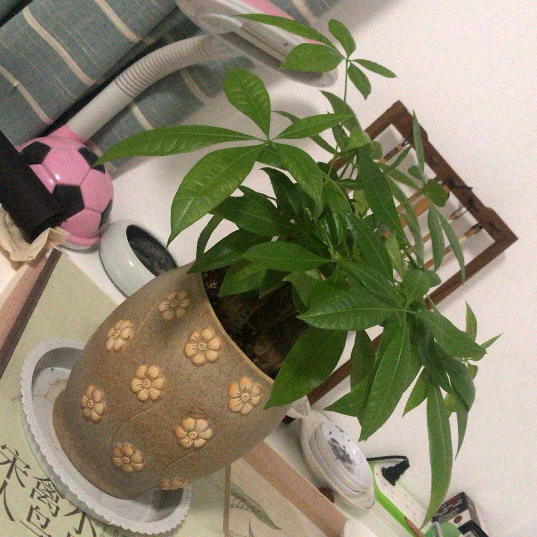 成德福禄