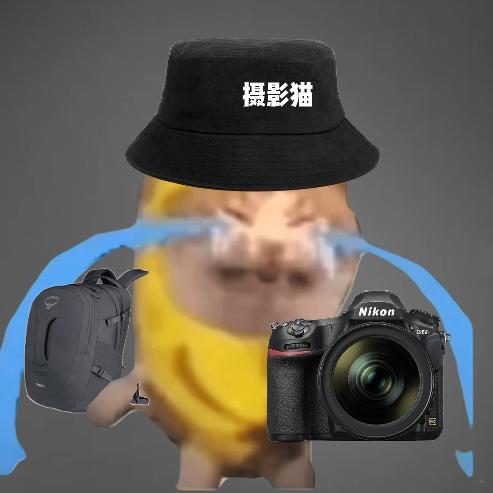 meme摄影猫