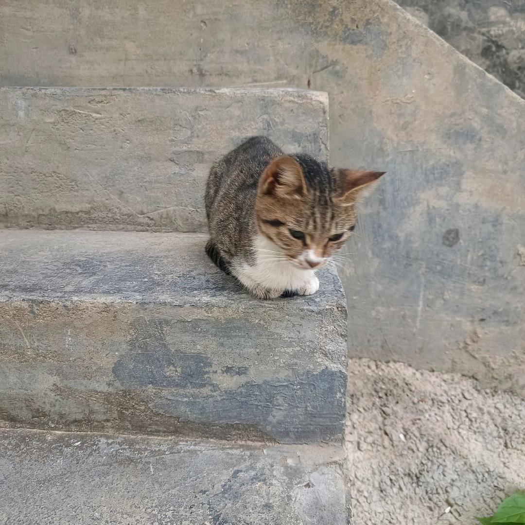 语萱