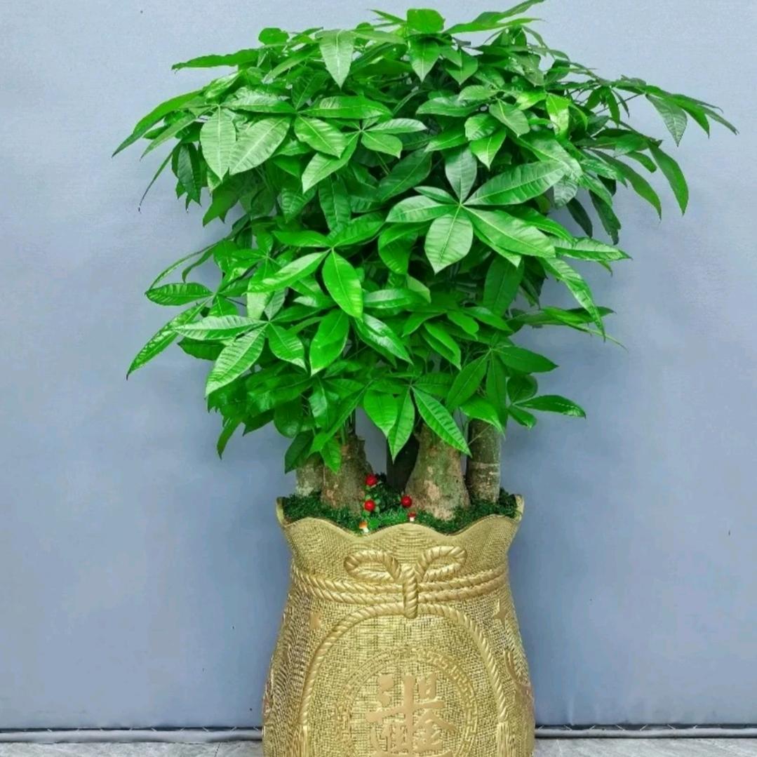 东海开阔者水晶石眼镜