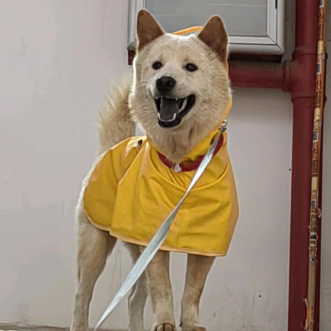 逗逗汤圆