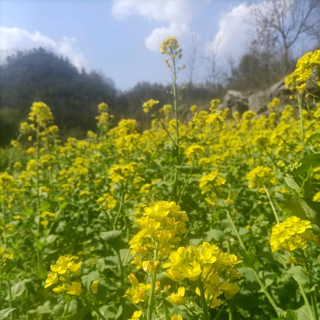 阿莲
