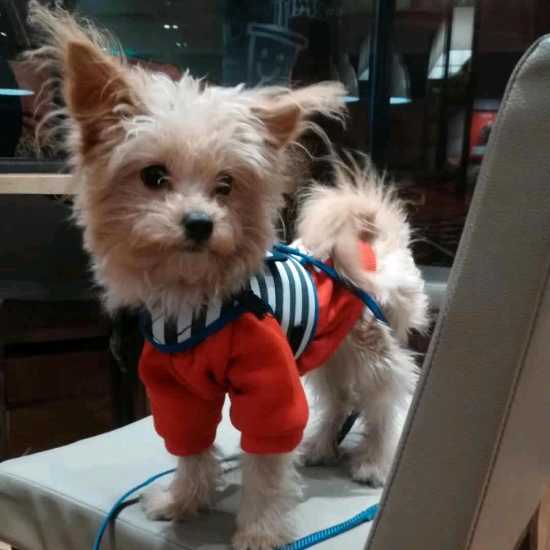 杨猫猫不是猫🇨🇳