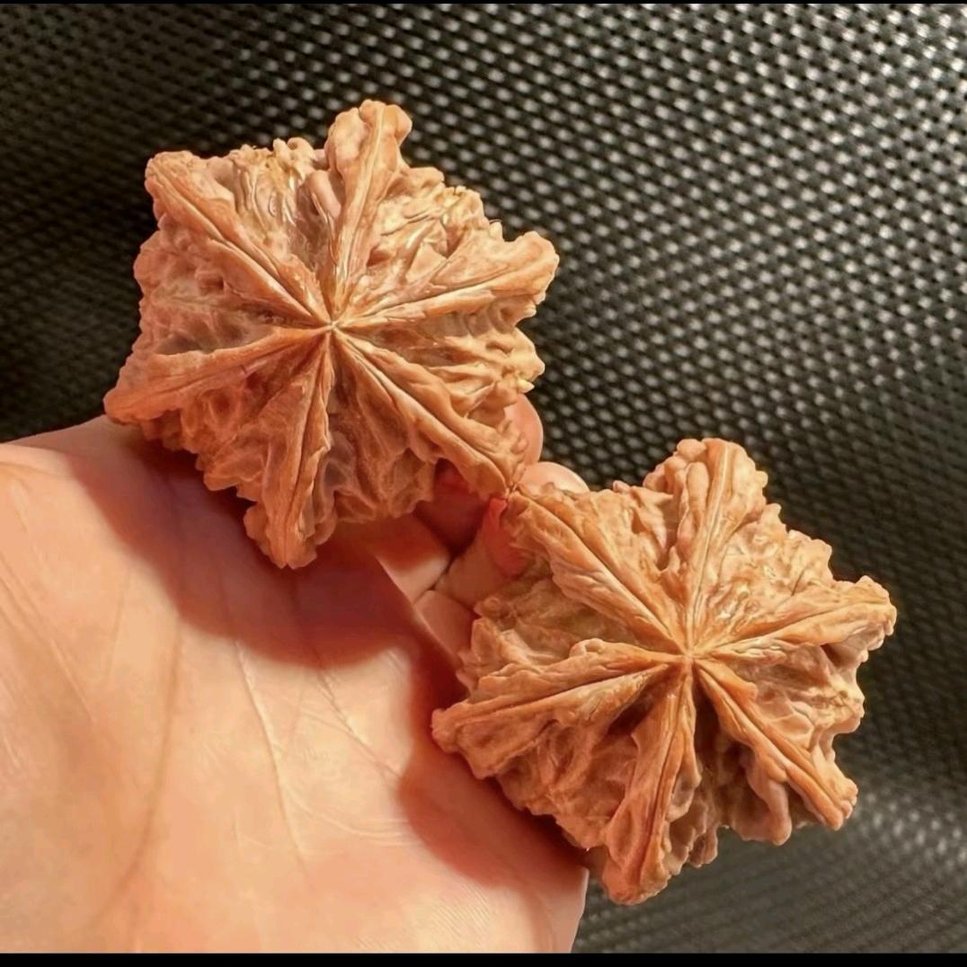 驴哥异核
