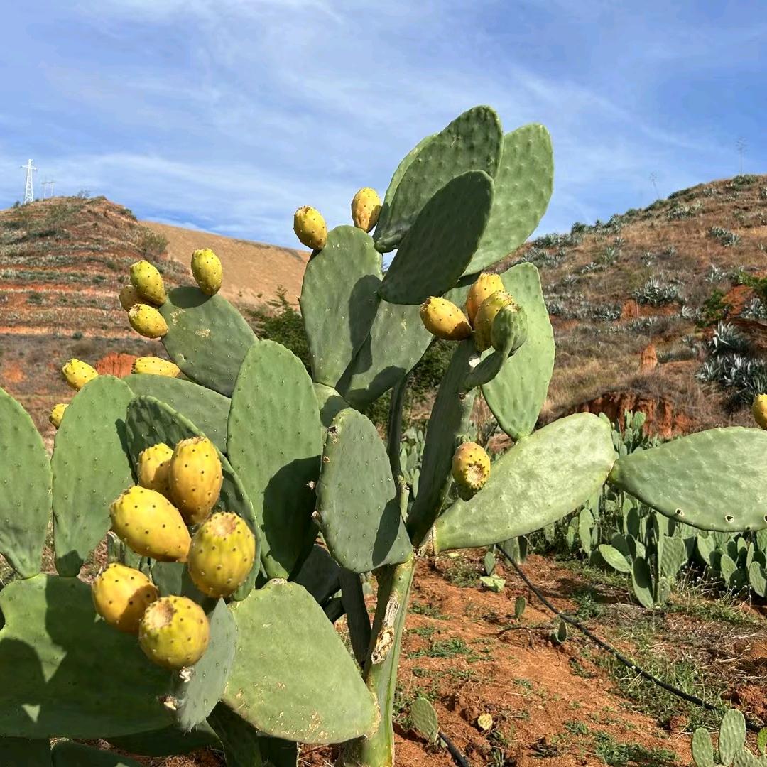 小刘仙掌农业种植基地，有宝塔滇红云钻