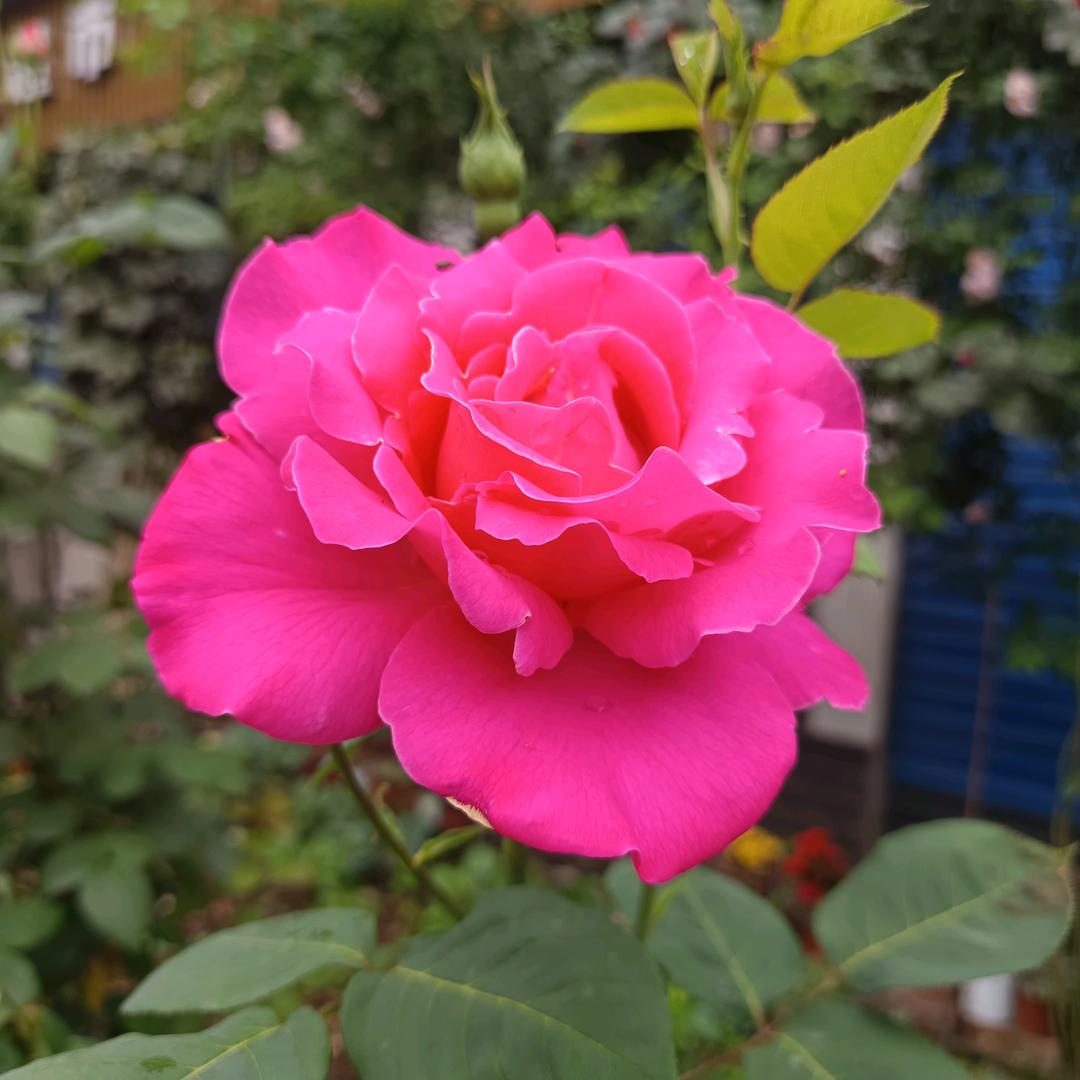 有缘再见