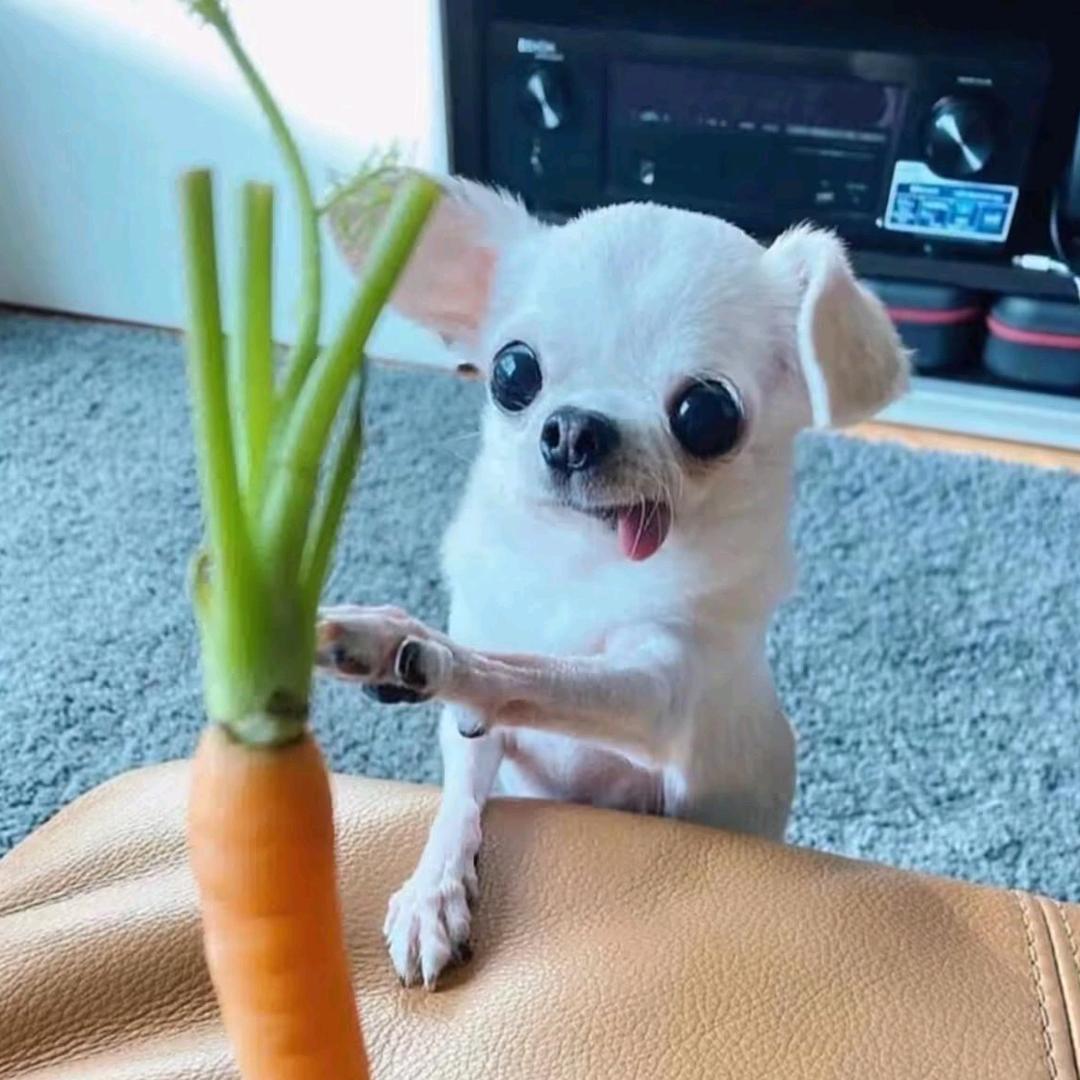 这世界油饼吧