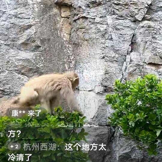 神鹰