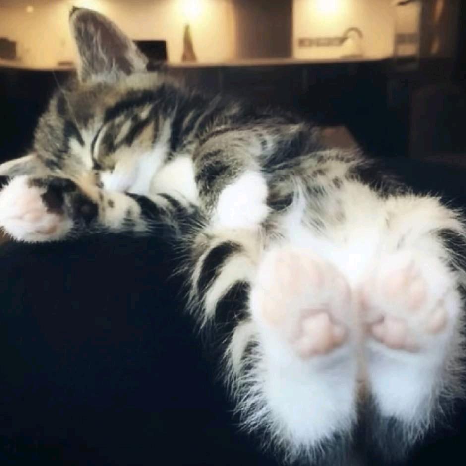 爱撅大腚放臭屁