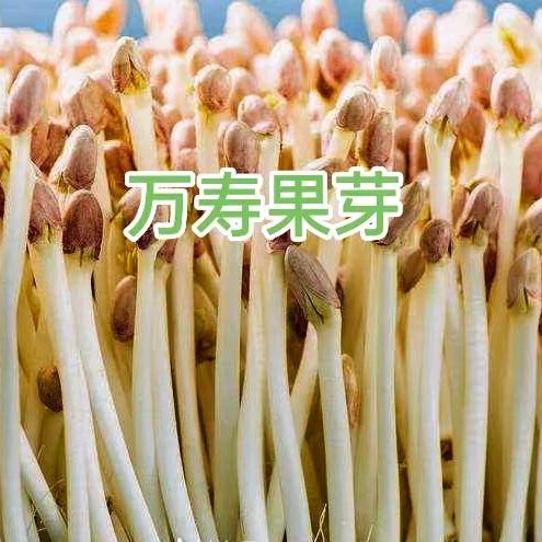 云南双哥芽苗菜生活