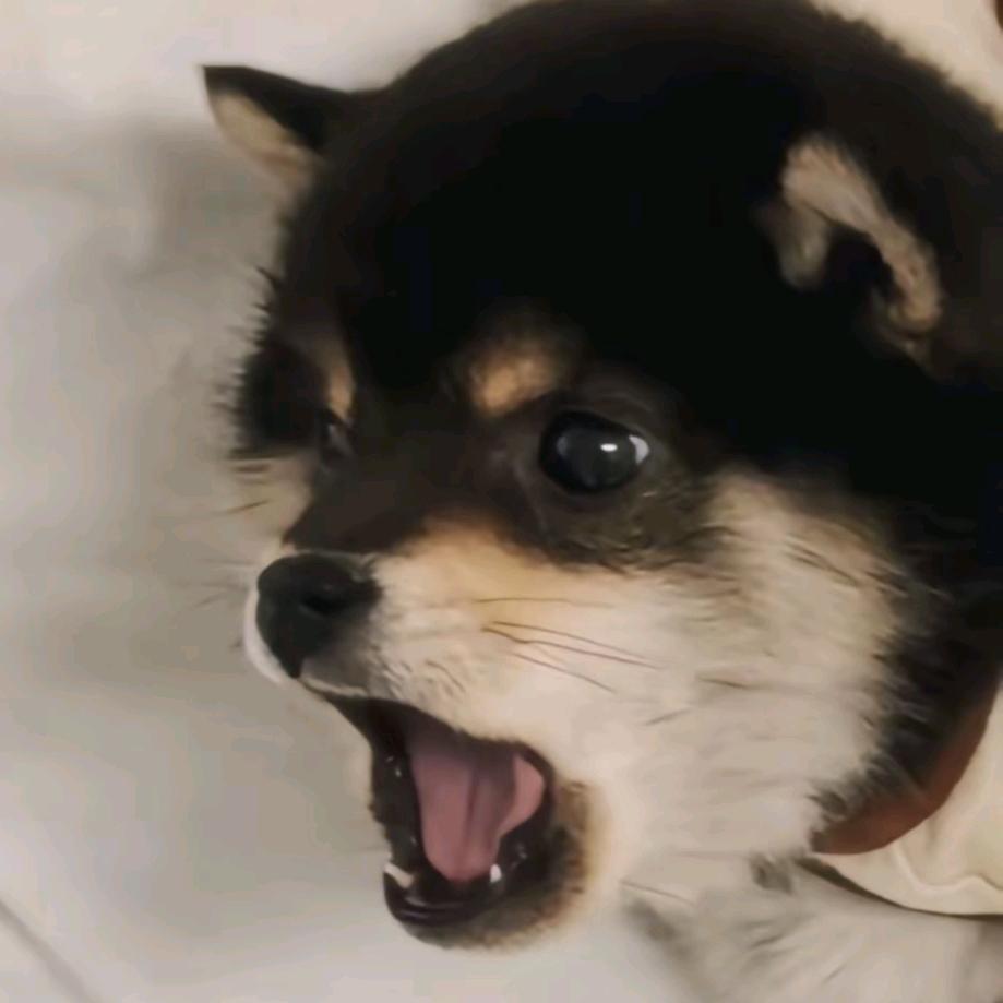 所念皆可期！
