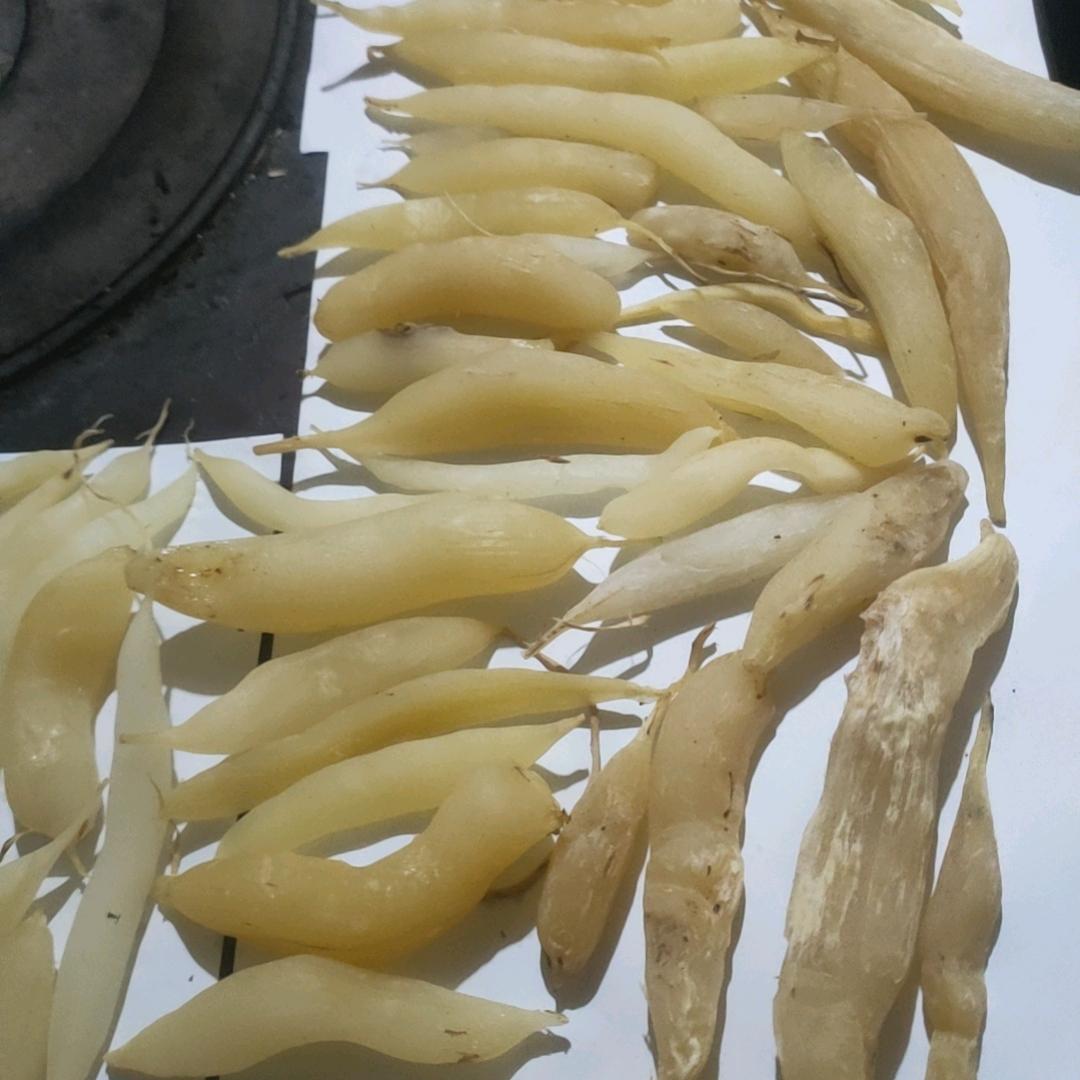 农村妹纸，各种药材种植，大黄加工，种芽出