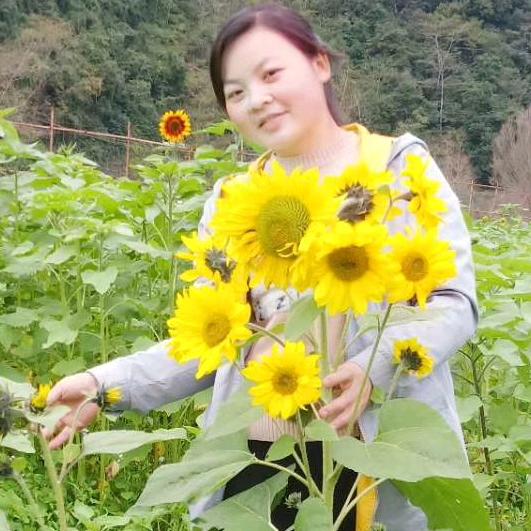 🍃梅🌻梅🍃
