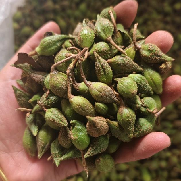 卢氏曲里村中药材