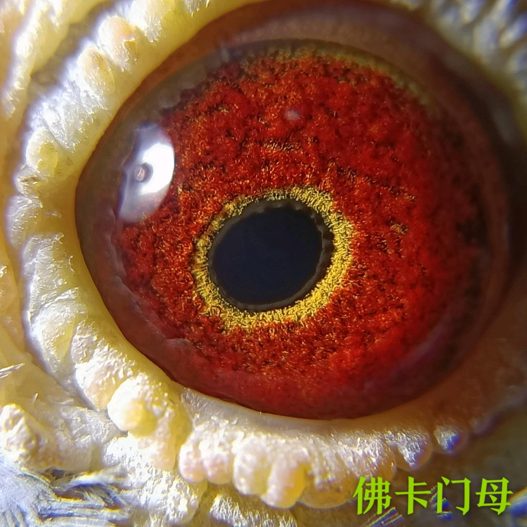 🎉🎉鑫鑫赛鸽🎉🎉