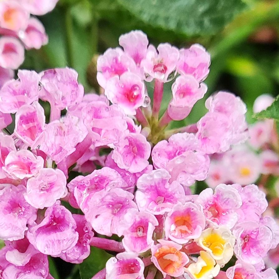 ｛🌸心｝欣欣向荣